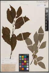 Foto von Salix caprea L.